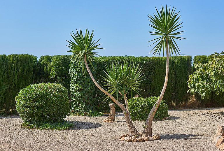 Büsche und Hecke im Garten