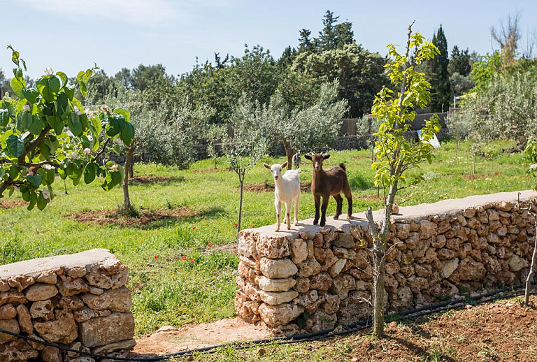 Garten mit Bäumen und Rasen